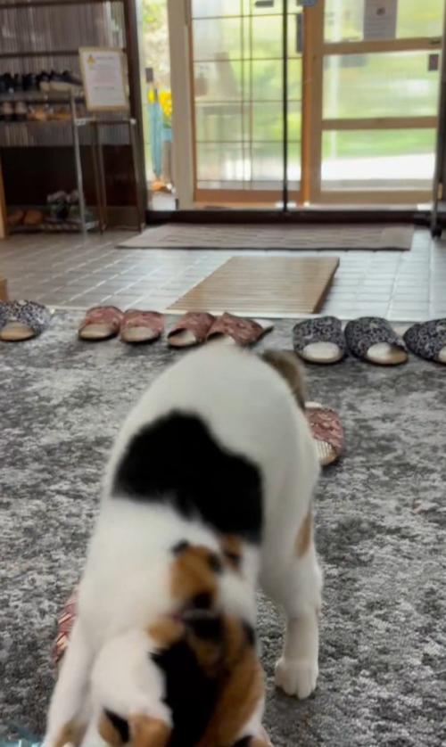 おもちゃで遊ぶ猫