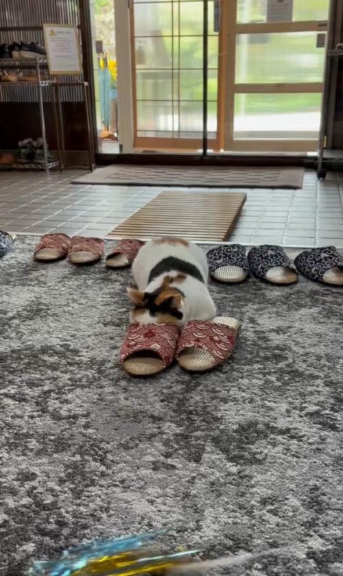 スリッパごしにおもちゃを狙う猫