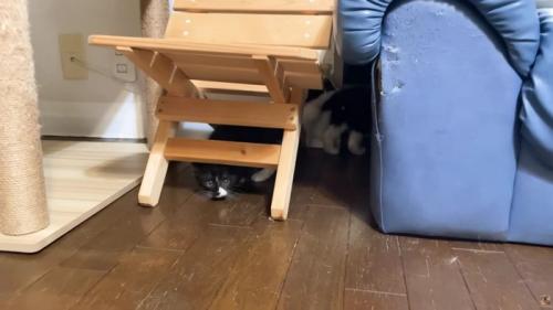 椅子の下に入り込む3匹の子猫