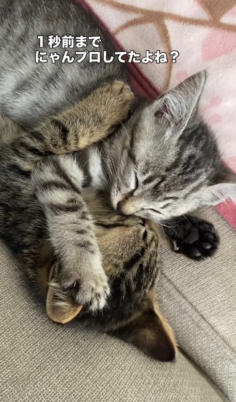 向かい合って寝ている2匹の子猫