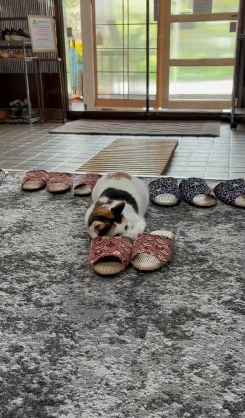 向かって右を向く猫