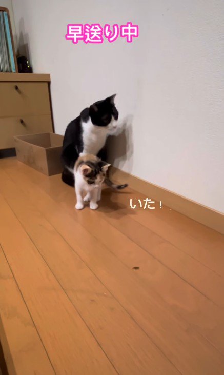 虫を見つけた2匹の猫