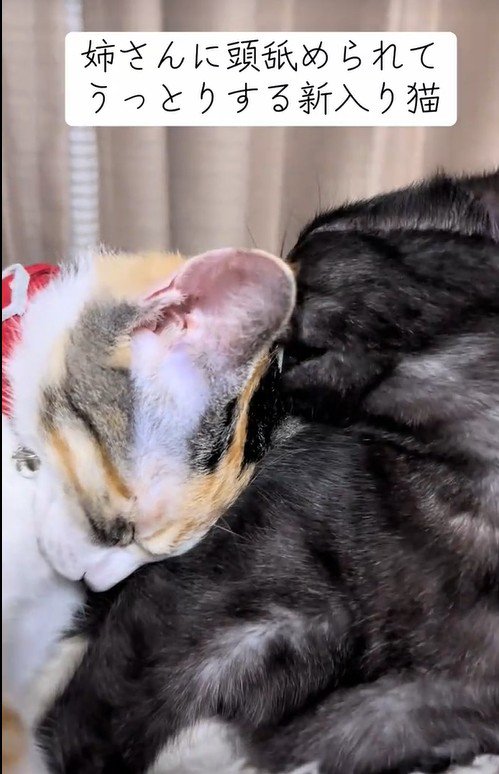 毛づくろいをしている猫