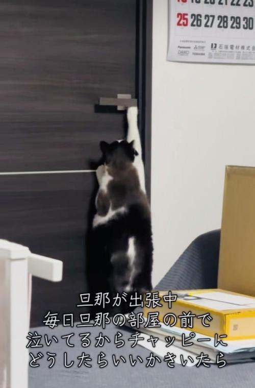 旦那さんの部屋のドアノブに前足を伸ばす保護猫