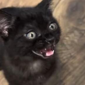 ごはんが食べたい子猫→『お腹空いたアピール』を始めると、あまりにも可愛い『鳴き声』で…微笑ましい光景に「癒された」「おもろ可愛すぎw」
