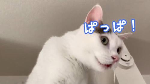 冷蔵庫の上で鳴いている猫