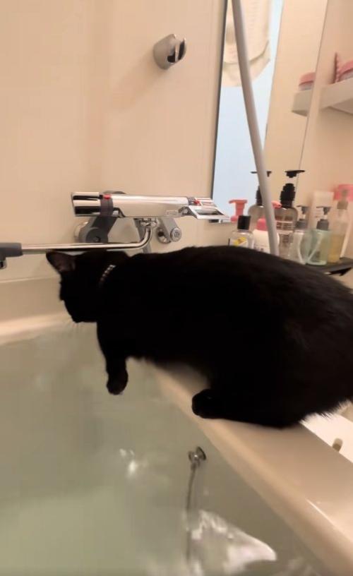 左前足が湯船の上にあるバスタブの縁に乗った黒猫
