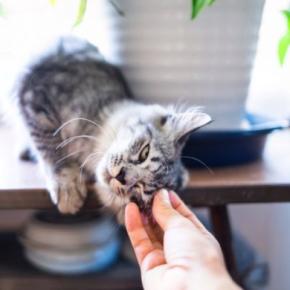 猫が『あなたのことを呼んでいる』ときのサイン5つ　呼びかけてくる理由や応え方のポイントまで