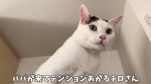 冷蔵庫の上で鳴いている猫