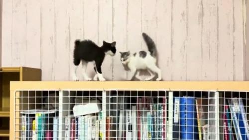 やんのかステップでお互いを牽制している2匹の子猫