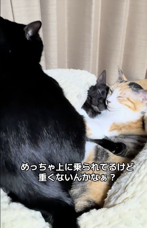 一緒にベッドに寝ている3匹の猫