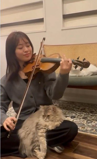 バイオリンを弾いている人と聴いている猫たち