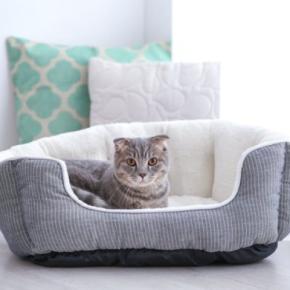 猫がやたらと『寝床を変える』3つの理由 考えられる心理や好みやすい環境の条件も