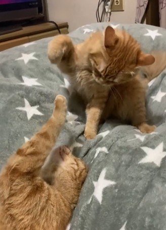 猫パンチをしようとする子猫
