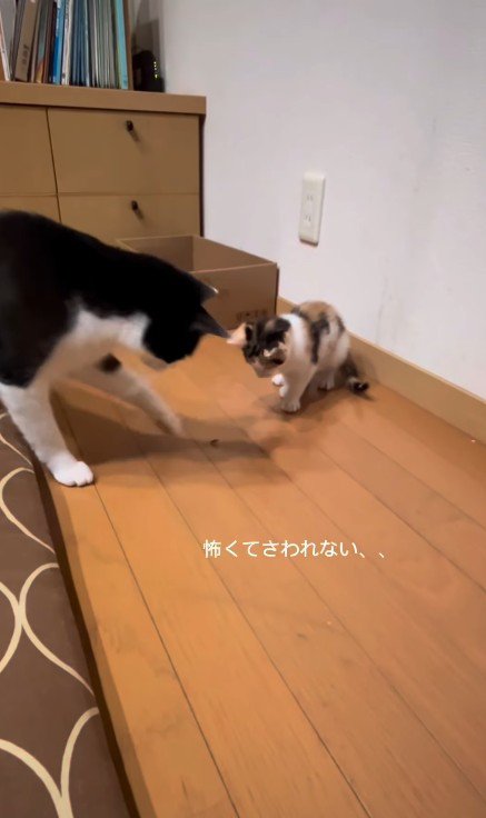 虫を見つけた2匹の猫