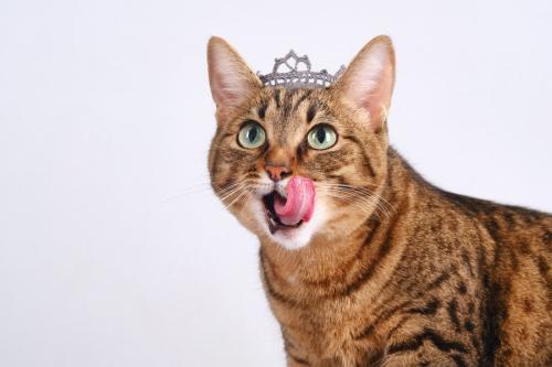 ティアラをかぶった猫