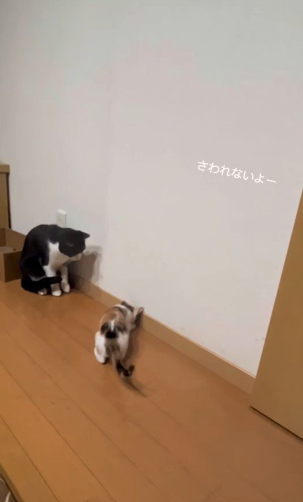 虫を見つけた2匹の猫