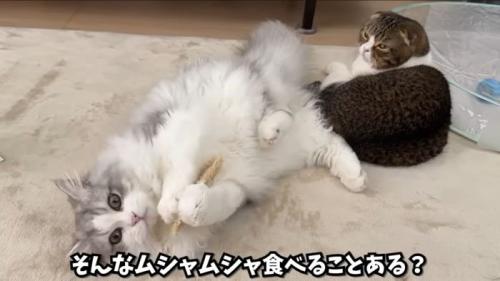 ヘチマであそぶしろがね丸