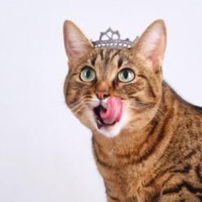 現イギリス王族で唯一の猫好き！　マイケル公妃の印象的な「猫愛」
