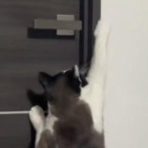 出張中のパパの部屋の前で『鳴き続けていた猫』→服を渡してみたら…可愛すぎる光景が47万再生「本当に大好きなんだね」「即帰りたくなる」