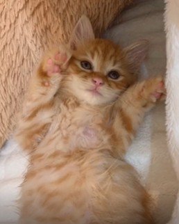仰向けの子猫