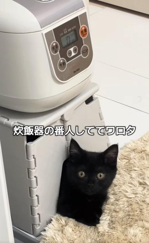 炊飯器を置いている台の隙間から顔を出している黒猫