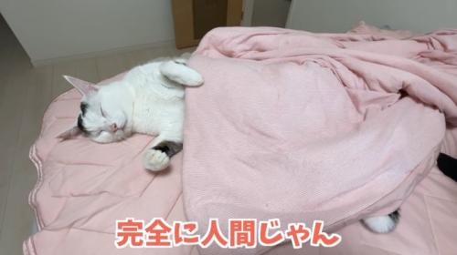 仰向けで寝ている猫