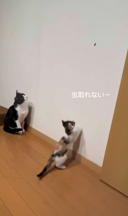 虫を見つけた2匹の猫