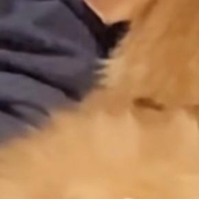 人見知りな子猫→『お隣さん』が訪ねてきた結果…とんでもなく『尊い行動』に「赤ちゃんみたい」「可愛すぎて泣いちゃう」と３万いいね