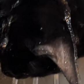 蛇口から流れ落ちる水に『夢中になっていた黒猫』…まさかの光景に笑ってしまうと50万再生「シャンプーw」「ニヤニヤしながら見てしまうw」