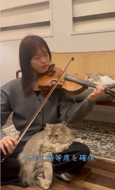 バイオリンを弾いている人と聴いている猫たち