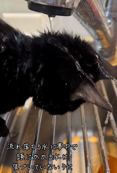 水を浴びている猫