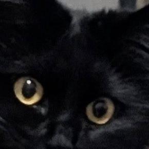 振り向いた黒猫→ペロリと『舌を出した瞬間』に撮影したら、『口元』が…まさかすぎる光景に笑う人が続出「むちゅーって感じｗ」「可愛いｗ」