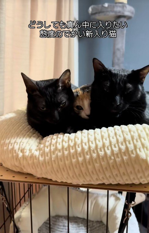 一緒にベッドに寝ている3匹の猫