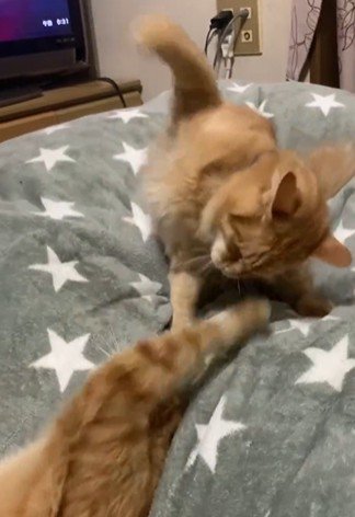 拳を振り上げる子猫