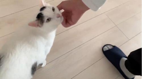 あごをなでられている猫