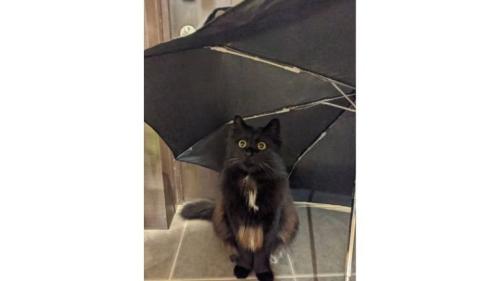 室内にいる猫