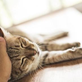 猫が『最期を迎える』直前に飼い主がすべきこと5つ 後悔しないための準備や心構えの方法も