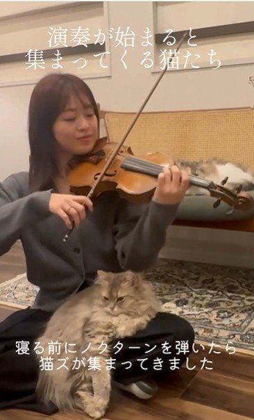 バイオリンを弾いている人と聴いている猫たち