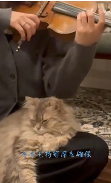 人の膝の上に座っている猫