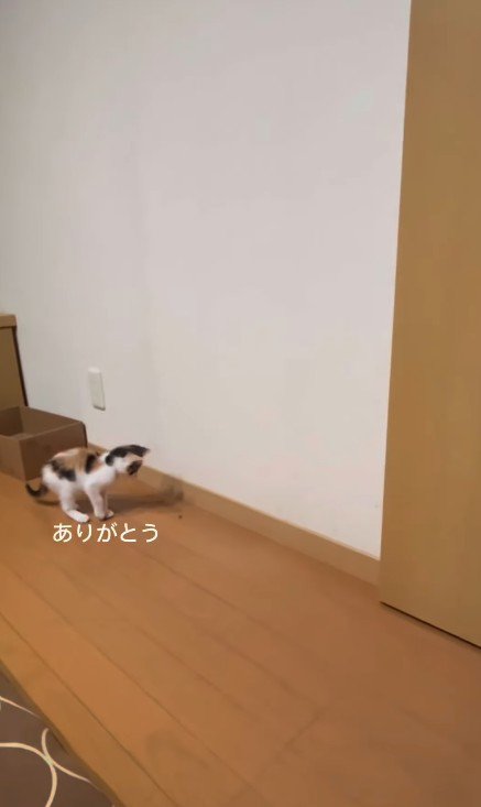 虫を見る子猫