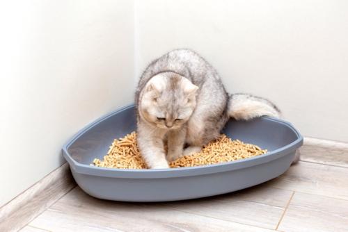 隅にあるトイレに入る猫