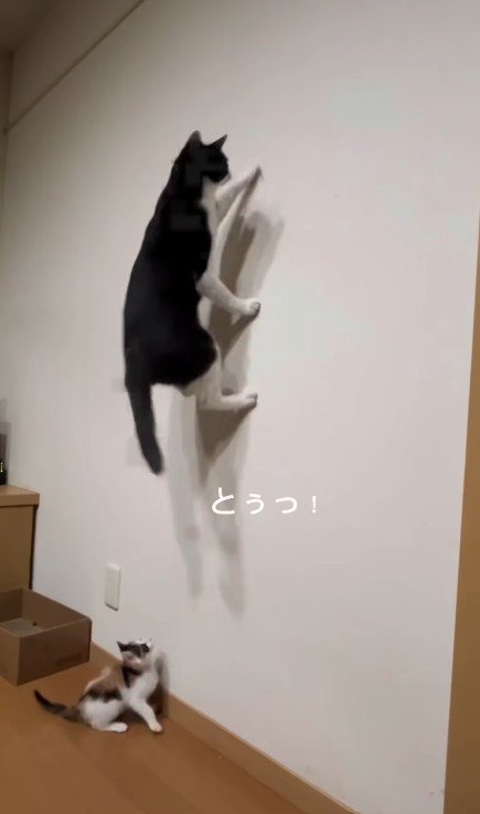虫を見つけた2匹の猫