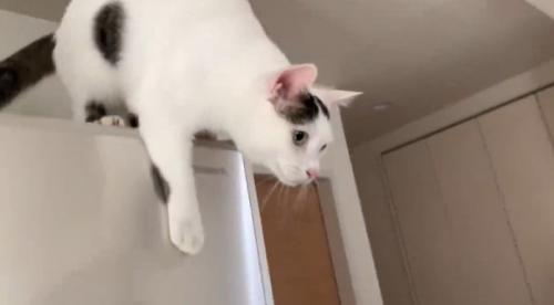 冷蔵庫の上から降りる猫