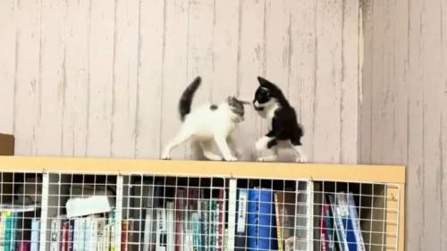 猫パンチする黒白猫