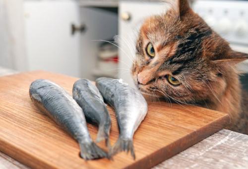 魚を食べたい猫