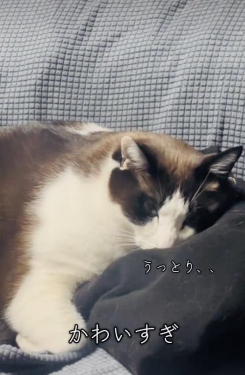ソファで旦那さんの服に顔を乗せてくつろぐ保護猫