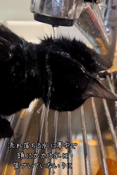 水を浴びている猫
