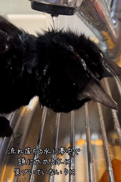 水を浴びている猫