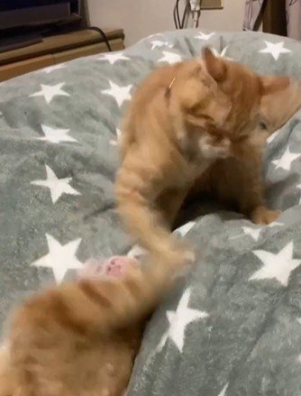 じゃれあっている2匹の猫